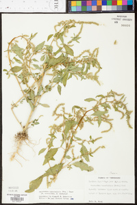 Amaranthus tuberculatus image