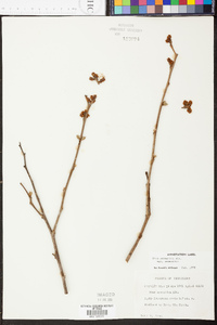 Rhus aromatica var. aromatica image