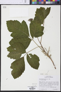 Toxicodendron pubescens image