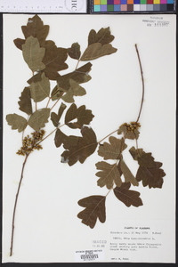 Toxicodendron pubescens image