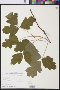 Toxicodendron pubescens image