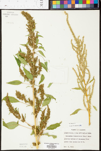 Amaranthus tuberculatus image