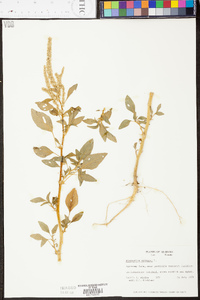 Amaranthus spinosus image