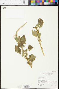 Amaranthus spinosus image