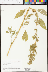 Amaranthus retroflexus image