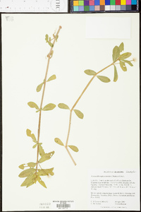 Alternanthera philoxeroides image