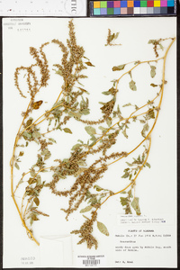 Amaranthus viridis image