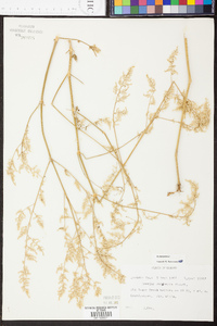 Iresine rhizomatosa image