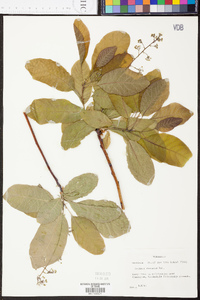 Cotinus obovatus image