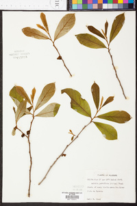 Asimina parviflora image