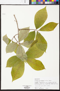 Asimina parviflora image