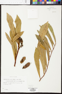 Asimina longifolia image