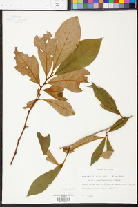 Asimina parviflora image