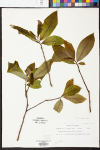 Asimina parviflora image