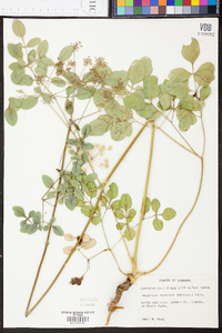 Angelica venenosa image