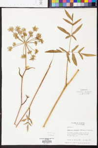 Angelica venenosa image