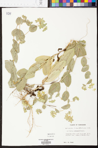 Bupleurum rotundifolium image