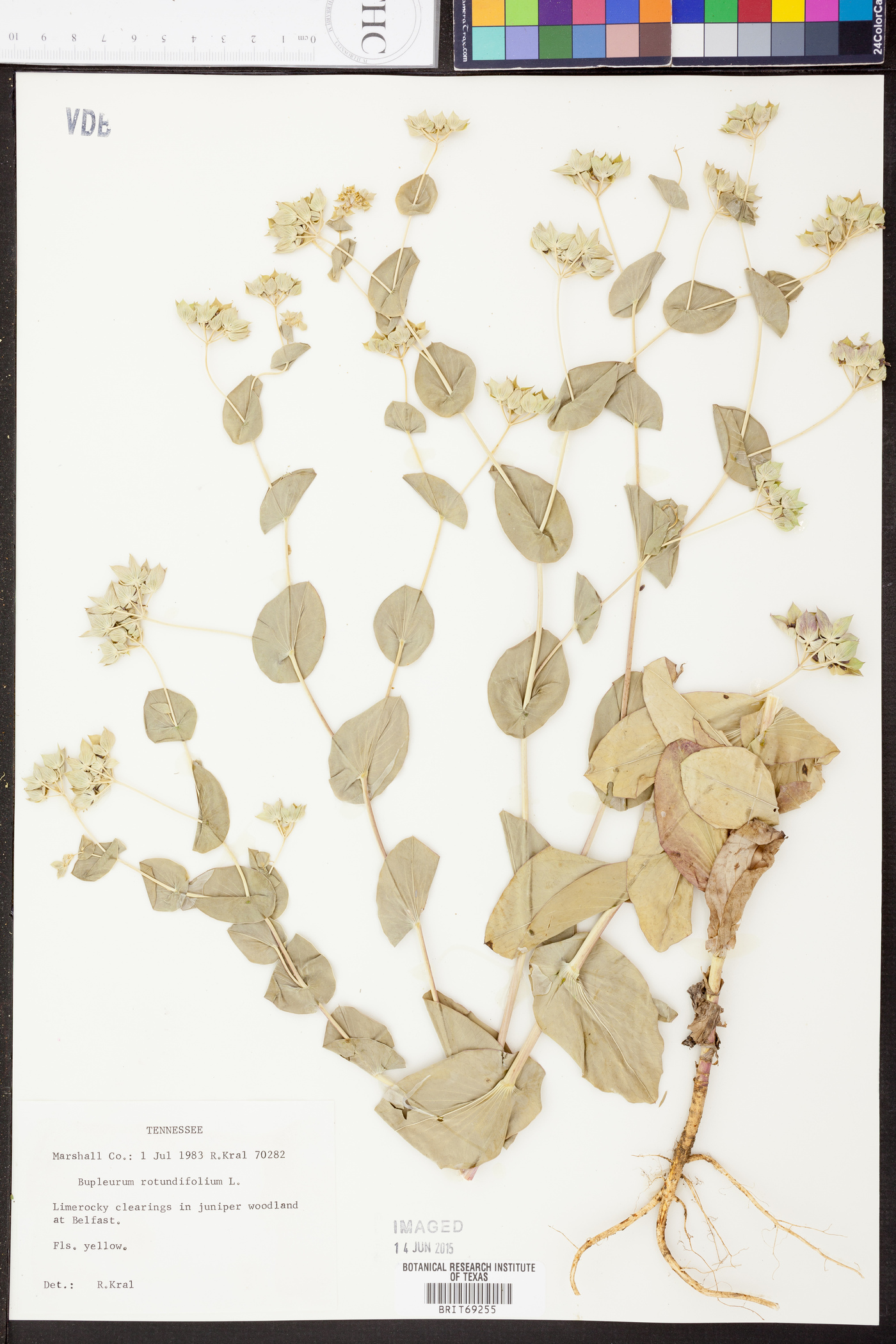 Bupleurum rotundifolium image