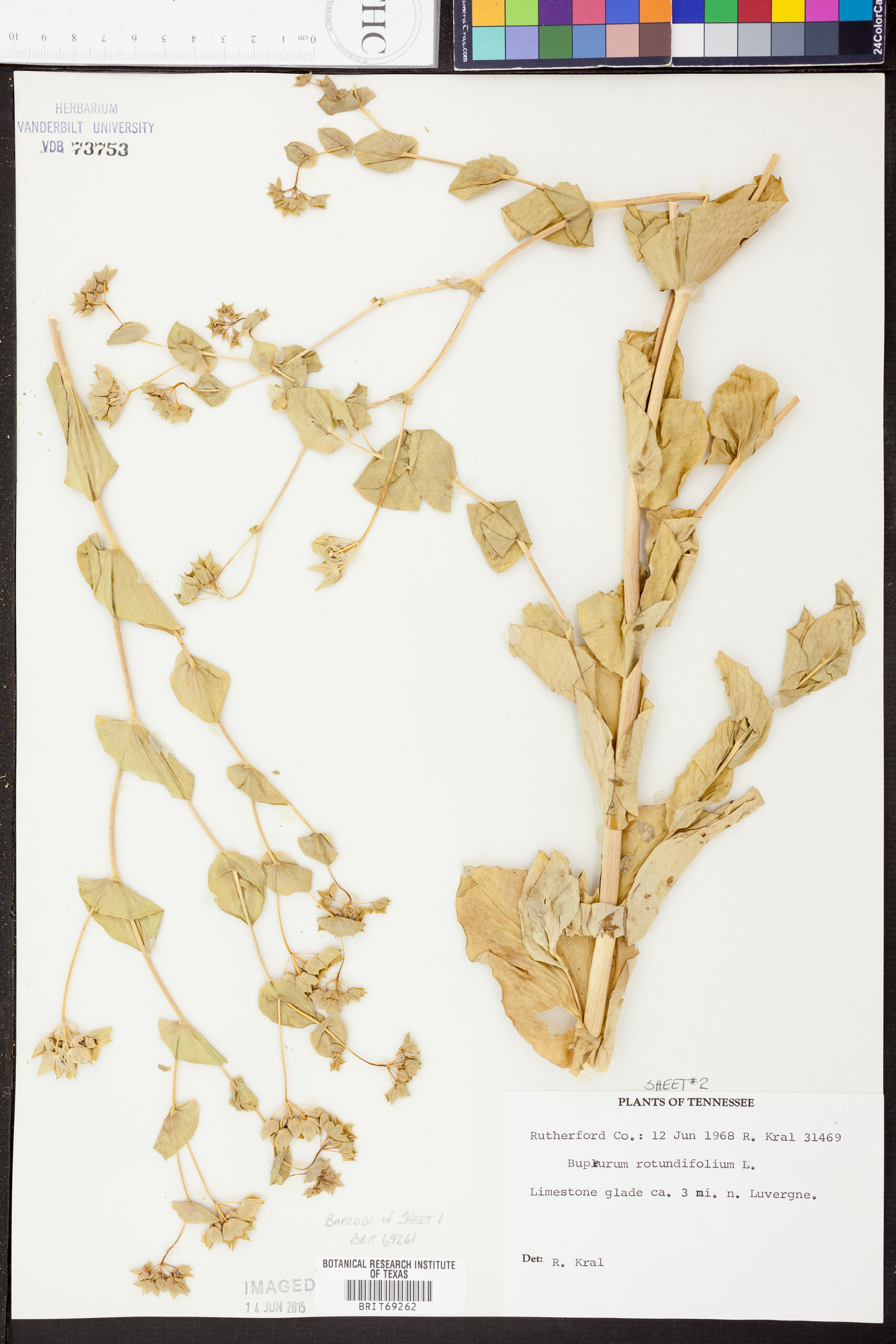 Bupleurum rotundifolium image