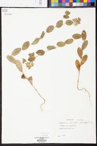 Bupleurum rotundifolium image