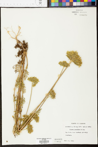 Daucus pusillus image