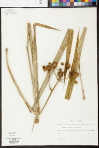 Eryngium yuccifolium image