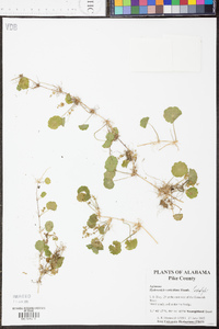 Hydrocotyle verticillata image