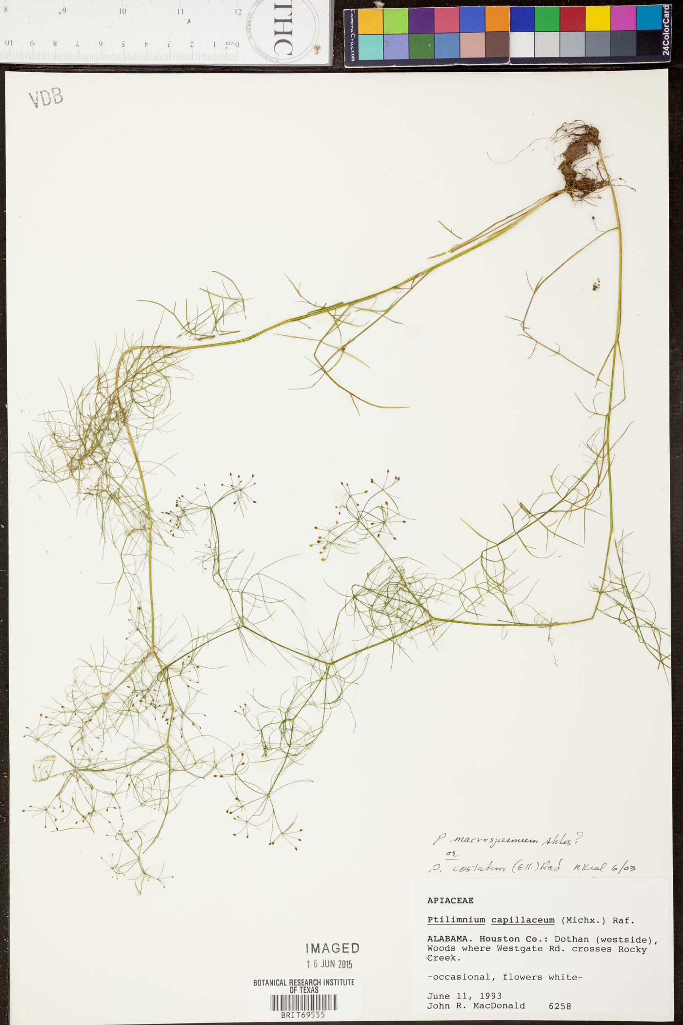 Ptilimnium costatum image