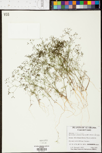 Spermolepis echinata image