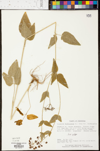 Thaspium trifoliatum image