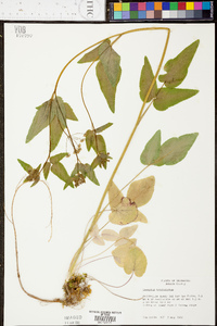 Thaspium trifoliatum image