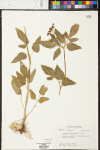 Thaspium trifoliatum image