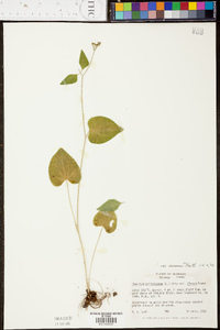 Thaspium trifoliatum var. aureum image