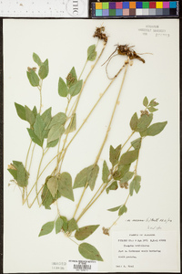 Thaspium trifoliatum var. aureum image