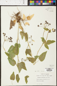 Thaspium trifoliatum image