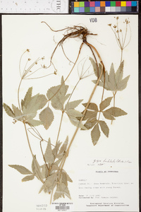 Zizia trifoliata image