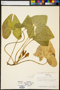 Hexastylis arifolia image