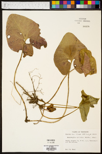 Hexastylis arifolia image