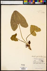 Hexastylis arifolia image