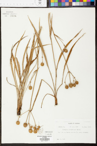 Eryngium yuccifolium var. synchaetum image