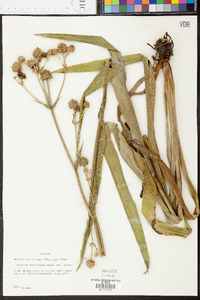 Eryngium yuccifolium image