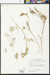 Foeniculum vulgare image