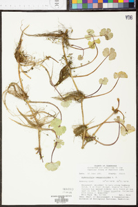 Hydrocotyle verticillata image