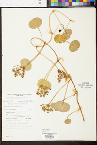 Hydrocotyle bonariensis image