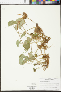 Hydrocotyle ranunculoides image
