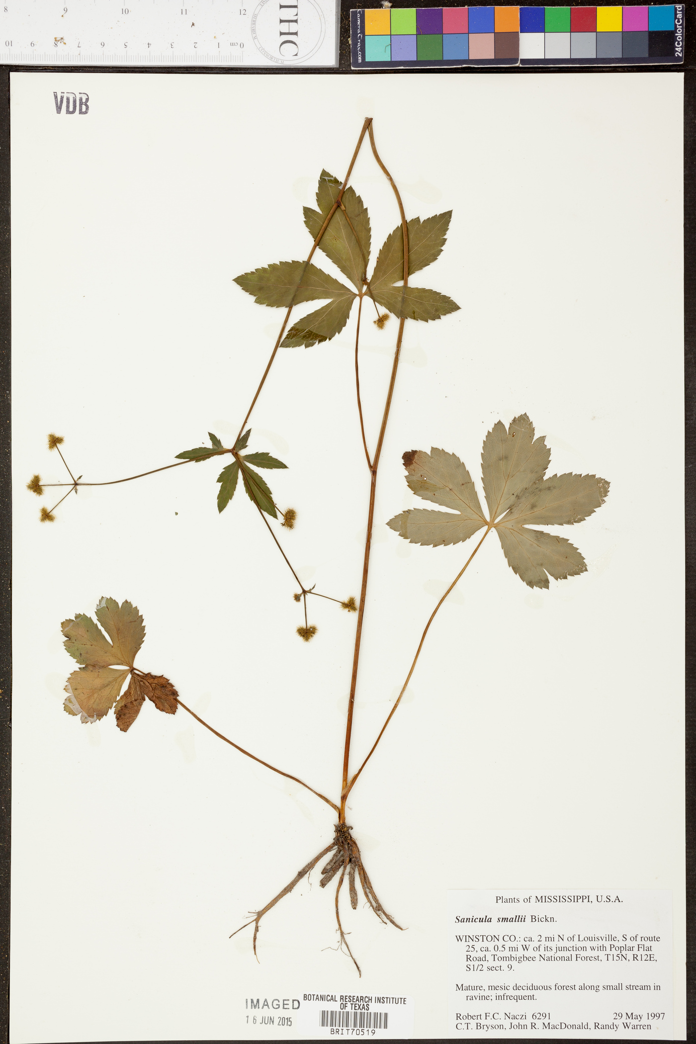 Sanicula smallii image