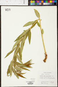 Amsonia tabernaemontana var. gattingeri image