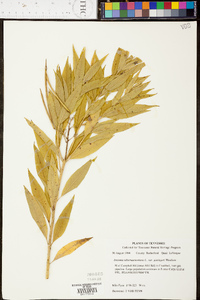 Amsonia tabernaemontana image