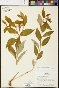 Amsonia tabernaemontana image