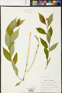 Amsonia tabernaemontana image